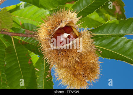 Spanish chestnut, fruits, Edelkastanie, Esskastanie Raum, Echte, Marone, Früchte, Castanea sativa, châtaignier commun Banque D'Images