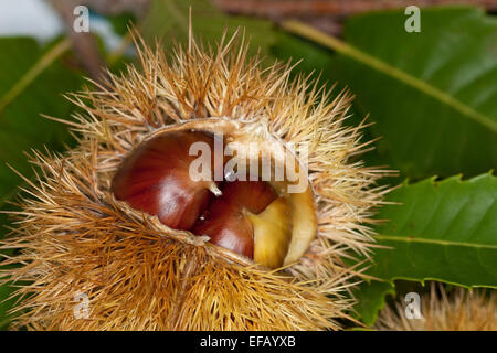 Spanish chestnut, fruits, Edelkastanie, Esskastanie Raum, Echte, Marone, Früchte, Castanea sativa, châtaignier commun Banque D'Images