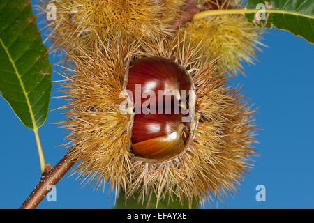 Spanish chestnut, fruits, Edelkastanie, Esskastanie Raum, Echte, Marone, Früchte, Castanea sativa, châtaignier commun Banque D'Images