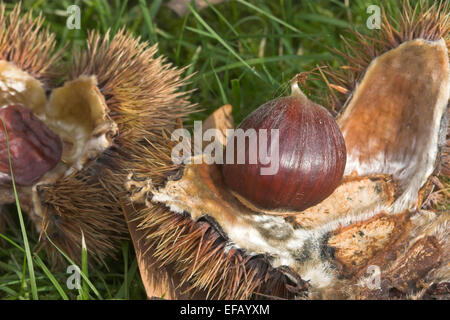 Spanish chestnut, fruits, Edelkastanie, Esskastanie Raum, Echte, Marone, Früchte, Castanea sativa, châtaignier commun Banque D'Images