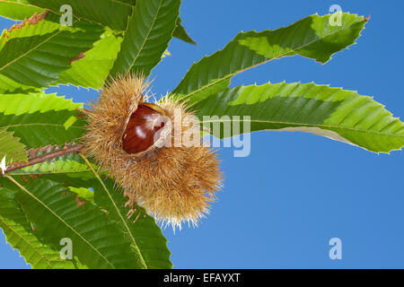 Spanish chestnut, fruits, Edelkastanie, Esskastanie Raum, Echte, Marone, Früchte, Castanea sativa, châtaignier commun Banque D'Images