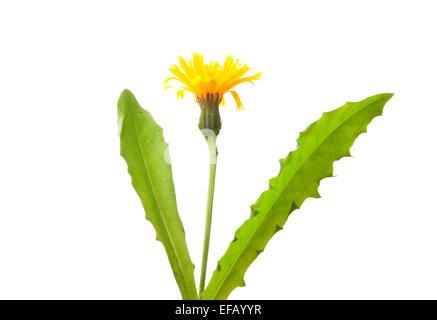 Hawkbit rugueux (Leontodon hispidus) Banque D'Images