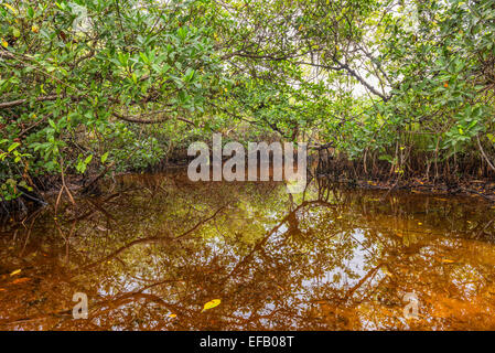 Mangrove dans le parc national des Everglades, Floride Banque D'Images