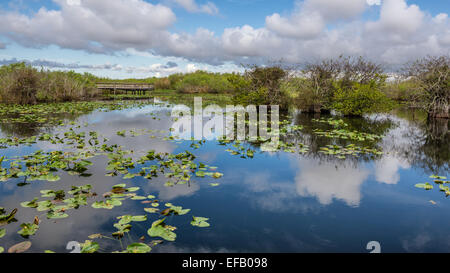 La promenade du lac et dans les milieux humides du Parc National des Everglades, en Floride Banque D'Images