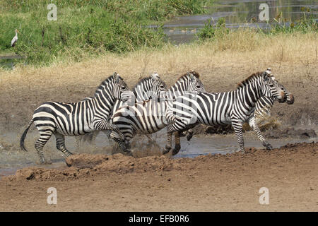 Un troupeau de zèbres, Equus quagga, près d'un trou d'eau dans le Parc National du Serengeti, Tanzanie Banque D'Images