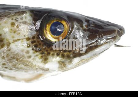 Gros poissons morue sur un fond blanc Banque D'Images