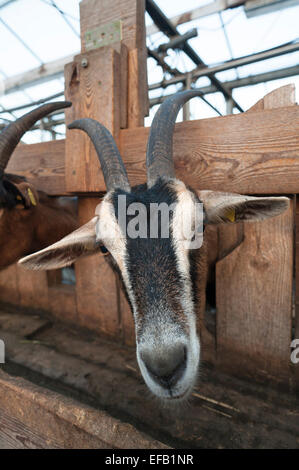 Dans la salle de traite de chèvres dans une ferme bio, Othenstorf, Mecklembourg-Poméranie-Occidentale, Allemagne Banque D'Images