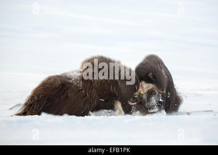 Boeuf musqué (Ovibos moschatus) combats, Dovrefjell-Sunndalsfjella National Park, la Norvège Banque D'Images