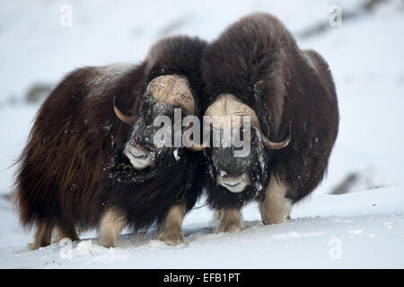 Boeuf musqué (Ovibos moschatus) combats, Dovrefjell-Sunndalsfjella National Park, la Norvège Banque D'Images