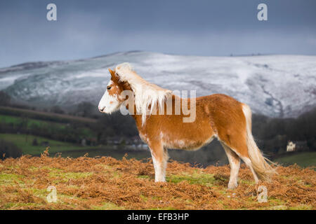 Un poney jouit de certains winter sunshine sur Hopesay Sud commune dans le Shropshire avant la prochaine averse de neige apparaît sur le long Mynd, England, UK : Banque D'Images