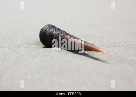 Un coquillage allongé sur une plage. Cherating, Malaisie. Banque D'Images