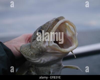 Gros poissons morue à la main Banque D'Images
