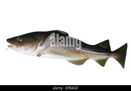 Gros poissons morue sur un fond blanc Banque D'Images