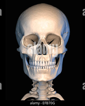 Très détaillé et scientifiquement correctes, crâne humain, vue de face, sur fond noir. Anatomie de l'image. Chemin de détourage inclus. Banque D'Images