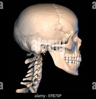 Très détaillé et scientifiquement correctes crâne humain. Vue latérale, sur fond noir. Anatomie de l'image. Banque D'Images