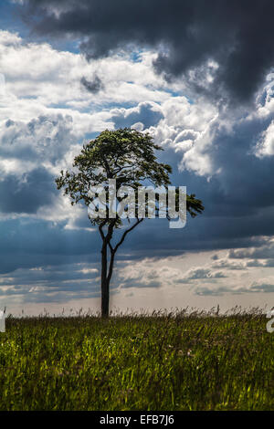 Un seul hêtre (Fagus) contre un ciel d'orage. Banque D'Images