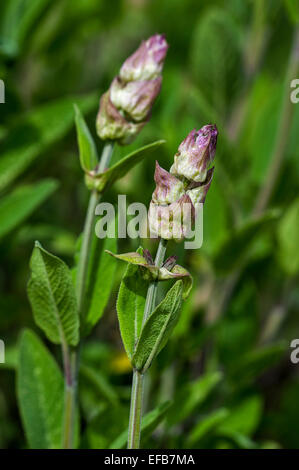 Close up of jardin commun / sauge sauge (Salvia officinalis) boutons de fleurs Banque D'Images