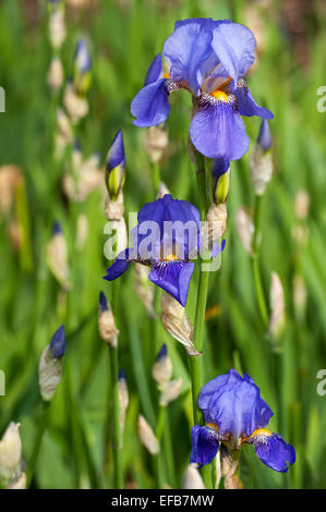 Iris iris germanica (allemand) hybride européen en fleur Banque D'Images