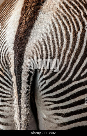 Le Zèbre de Grévy / imperial zebra (Equus grevyi) native du Kenya et l'Ethiopie, près de l'arrière jusqu'à rayures et la queue Banque D'Images