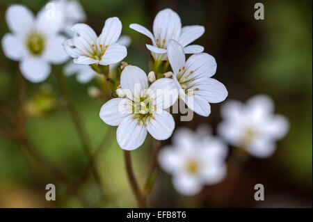 Meadow saxifrage (Saxifraga granulata) en fleurs Banque D'Images