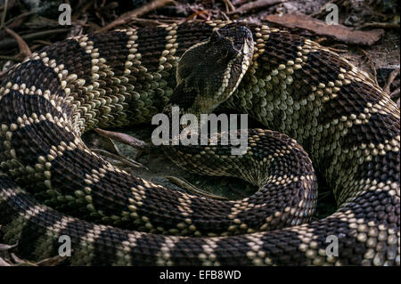 Crotale des prairies / crotale de l'ouest / plaines crotales / noir / rattler rattlers des prairies (Crotalus viridis), USA Banque D'Images