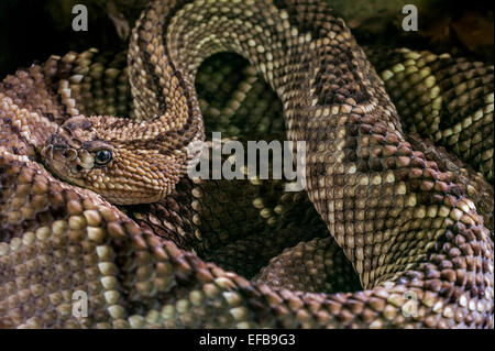 Crotale de l'Amérique du Sud / crotale tropical / Guyane / crotale néotropicale (crotales Crotalus durissus terrificus) Banque D'Images