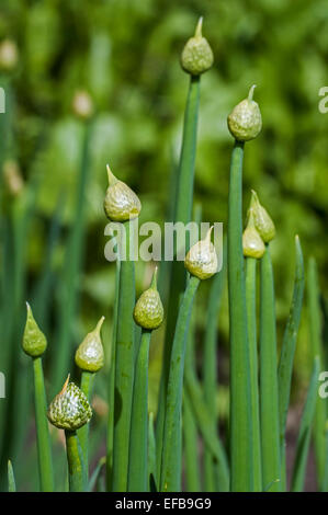 Ciboule / japonais / oignon couper l'oignon vert / oignons de printemps (Allium fistulosum L.) montrant au printemps les bourgeons Banque D'Images