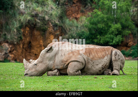 White Rhino / Square-lipped rhinoceros (Ceratotherium simum) dormir, parc de Cabarceno, Cantabria, ESPAGNE Banque D'Images