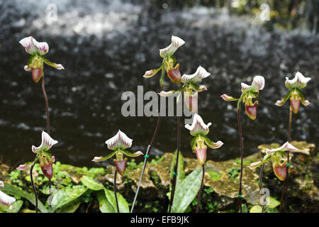 Orchidées Paphiopedilum Lady Slipper dans le jardin Banque D'Images