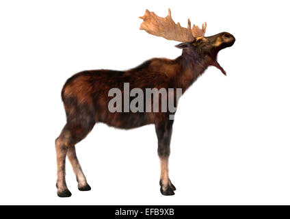 Numérique 3D render of a Moose (Amérique du Nord) ou l'élan d'Eurasie (Europe), ou d'Alces alces, isolé sur fond blanc Banque D'Images