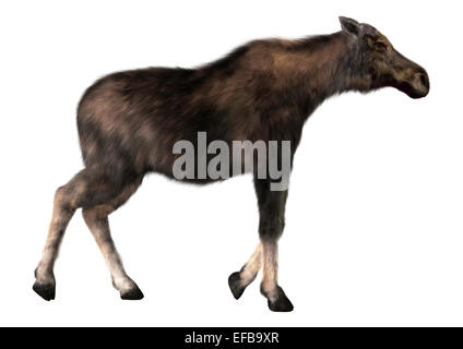 Numérique 3D render of a female moose (Amérique du Nord) ou l'élan d'Eurasie (Europe), ou d'Alces alces, isolé sur fond blanc Banque D'Images