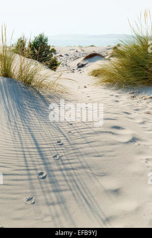 Des pistes d'animaux dans le sable dans les dunes. Banque D'Images