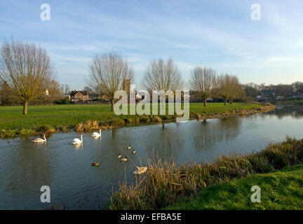 Les cygnes et les canards sur la rivière stour à l'ouest de Sudbury sur la frontière d'Essex, de Suffolk Banque D'Images