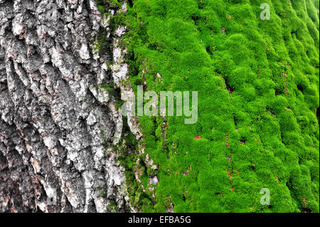 La moitié d'un tronc d'arbre recouvert de mousse verte Banque D'Images