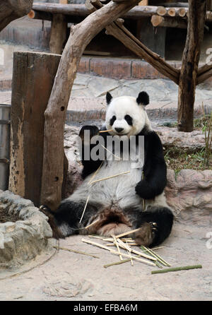 Panda eating bamboo dans le zoo Banque D'Images