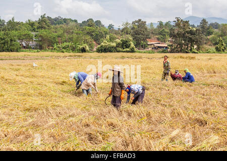 Les femmes thaïlandaises locales travaillant la récolte du riz à la main à partir d'un champ de riz sur une ferme à Chiang Rai, Thaïlande Banque D'Images