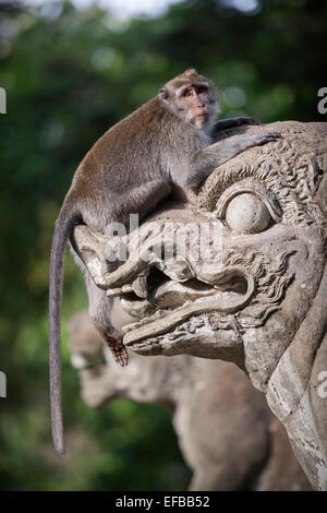 Un singe macaque à Ubud, Bali, Indonésie Banque D'Images