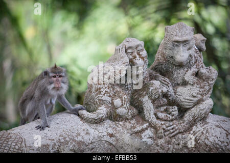 Un singe macaque à Ubud, Bali, Indonésie Banque D'Images