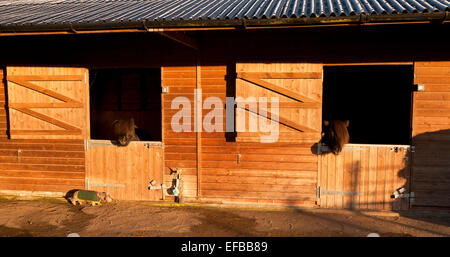 Deux poneys à la recherche sur leurs portes stables Banque D'Images