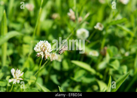 Vol d'abeilles de trèfle blanc sur un pré Banque D'Images