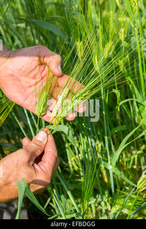 Farmer holding green des épis de blé dans le champ, Oxfordshire, Angleterre, Close up Banque D'Images