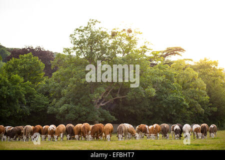 Rangée de vaches qui paissent dans la prairie d'été en milieu rural, Oxfordshire, Angleterre Banque D'Images