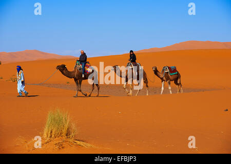 Merzouga, Erg Chebbi, randonnée Chamelière, Merzouga dunes de sable, désert du Sahara, Maroc, Maghreb, Afrique du Nord. Banque D'Images