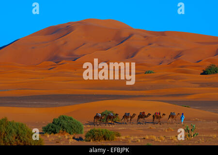 Merzouga, Erg Chebbi, randonnée Chamelière, Merzouga dunes de sable, désert du Sahara, Maroc, Maghreb, Afrique du Nord. Banque D'Images