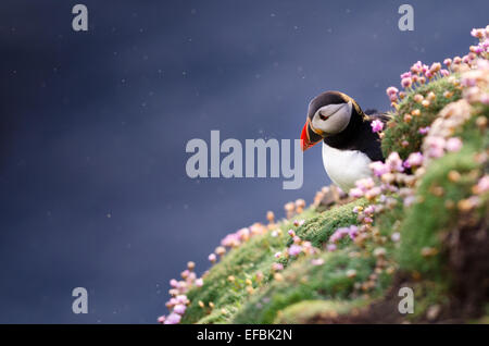 Macareux moine (Fratercula arctica) en Shetland Banque D'Images