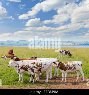 Troupeau de vaches Ayrshire de pâturage sur l'herbe fraîche dans la ville pittoresque de prairie au Prince Edward Island, Canada. Banque D'Images