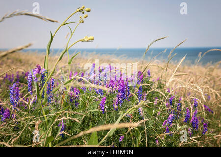 Fleurs et les herbes sur la rive de l'océan Atlantique de l'Île du Prince Édouard, Canada. Banque D'Images