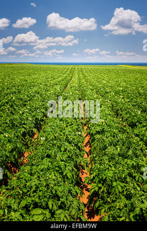 Des rangées de plants de pommes de terre de plus en plus grand domaine agricole au Prince Edward Island, Canada Banque D'Images