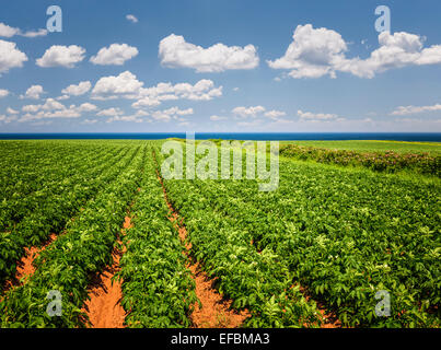 Des rangées de plants de pommes de terre de plus en plus grand domaine agricole au Prince Edward Island, Canada Banque D'Images