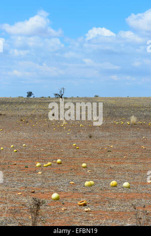 Riz sauvage Les melons (Cucumis myriocarpus), l'Australie du Sud Banque D'Images